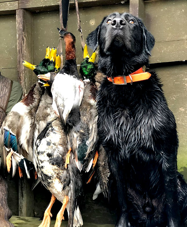 Guided Duck hunting in Arkansas