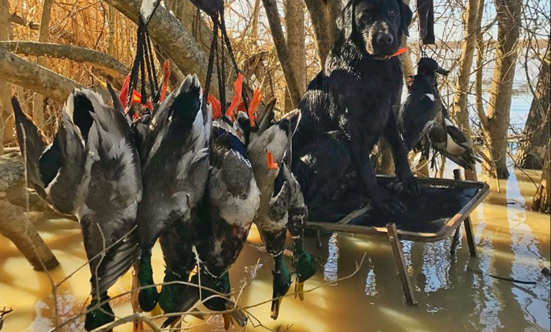 Arkansas duck hunts