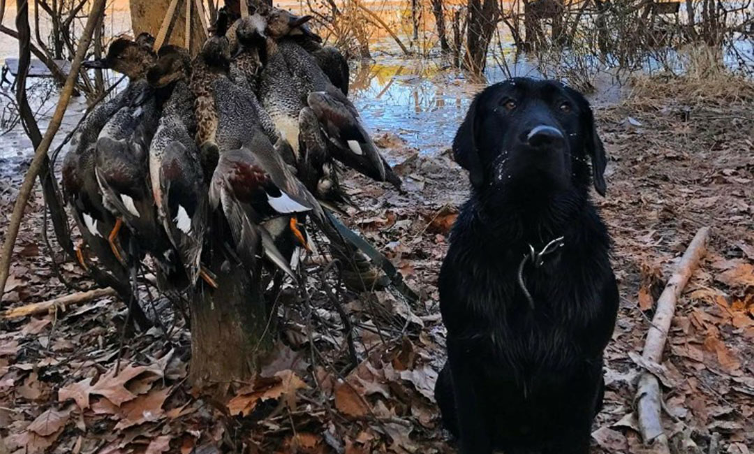 duck hunting with a guide