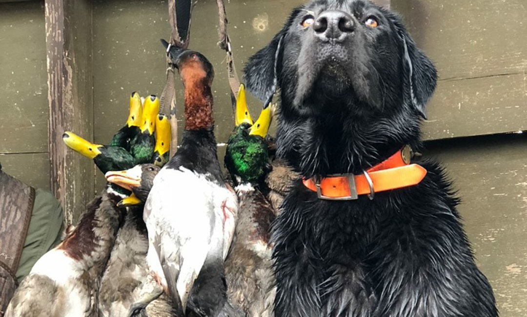 Duck Guide Arkansas