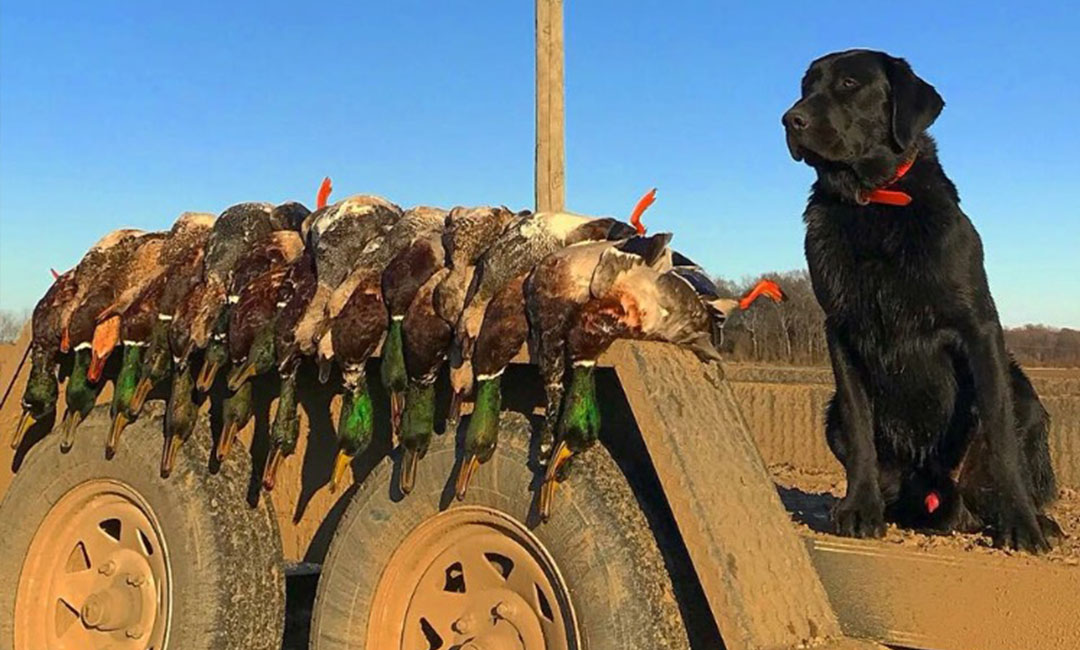 Arkansas waterfowl hunting