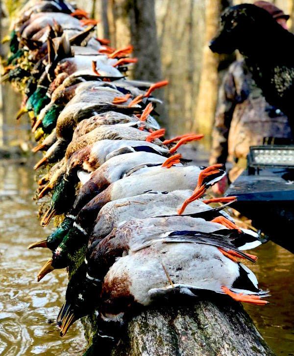 Duck hunting in Arkansas